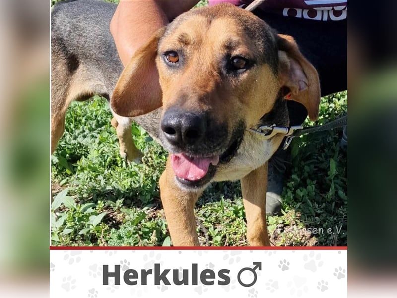 HERKULES ❤ SEHR EILIG! sucht Zuhause oder Pflegestelle