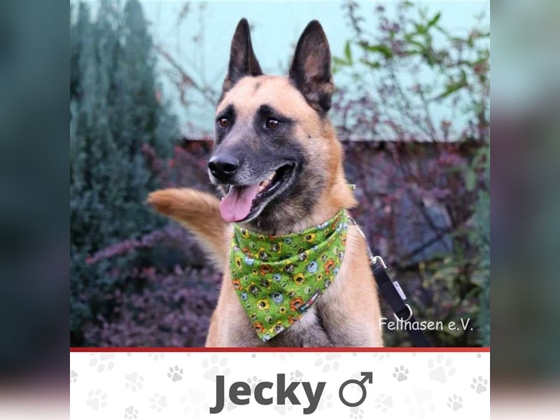 JECKY ❤ EILIG! sucht Zuhause oder Pflegestelle