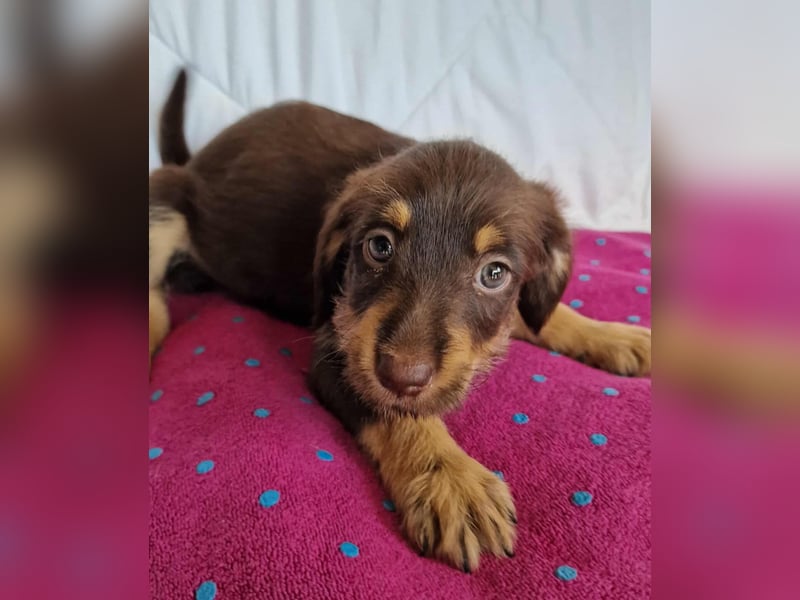 DARCEO ❤ EILIG! sucht Zuhause oder Pflegestelle