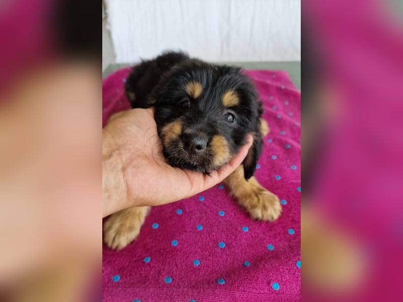 DAFINO ❤ EILIG! sucht Zuhause oder Pflegestelle