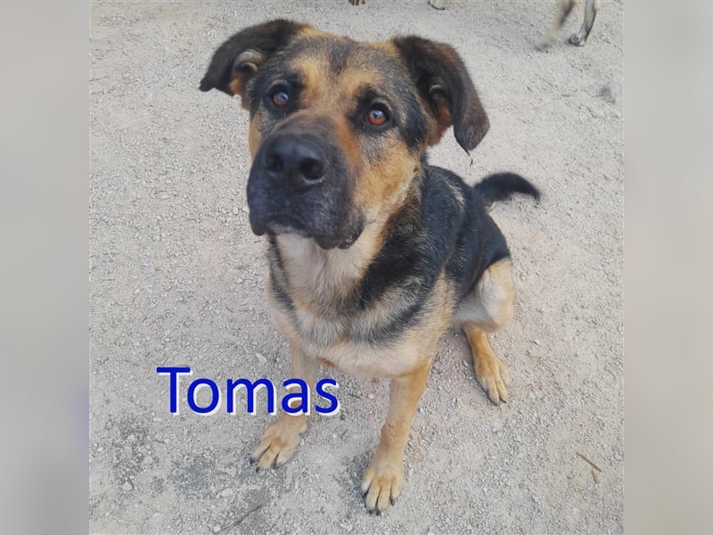 TOMAS ❤ EILIG! sucht Zuhause oder Pflegestelle