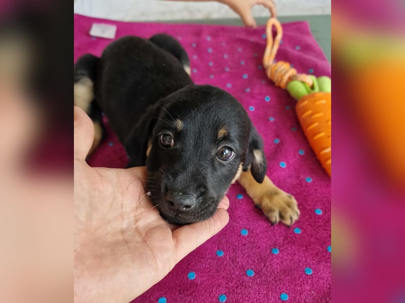 DOMINIK ❤ EILIG! sucht Zuhause oder Pflegestelle