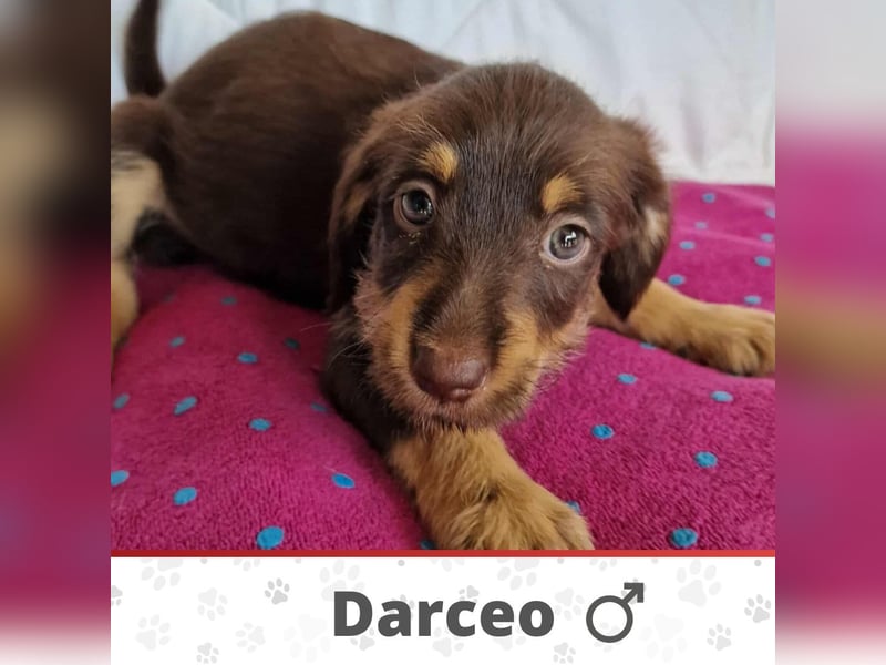 DARCEO ❤ EILIG! sucht Zuhause oder Pflegestelle