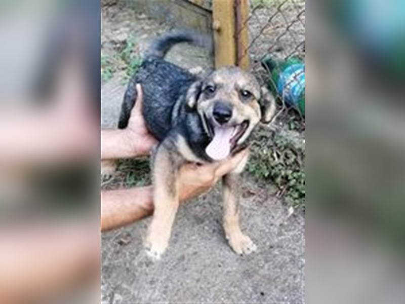 TIMO ❤  sucht Zuhause oder Pflegestelle