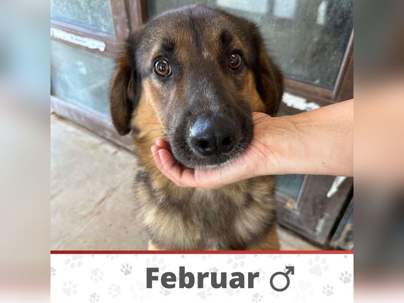 FEBRUAR ❤ EILIG! sucht Zuhause oder Pflegestelle