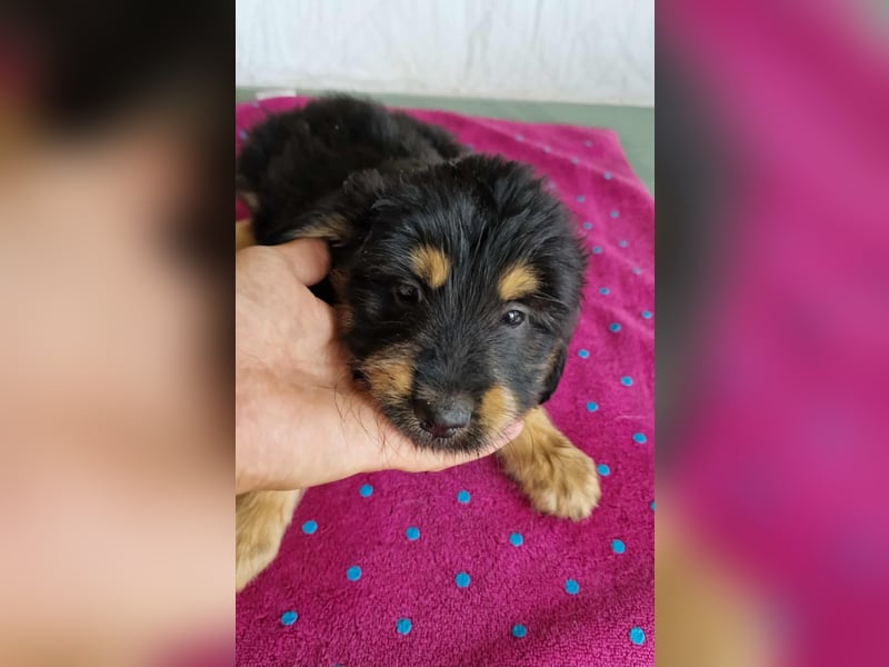 DAFINO ❤ EILIG! sucht Zuhause oder Pflegestelle