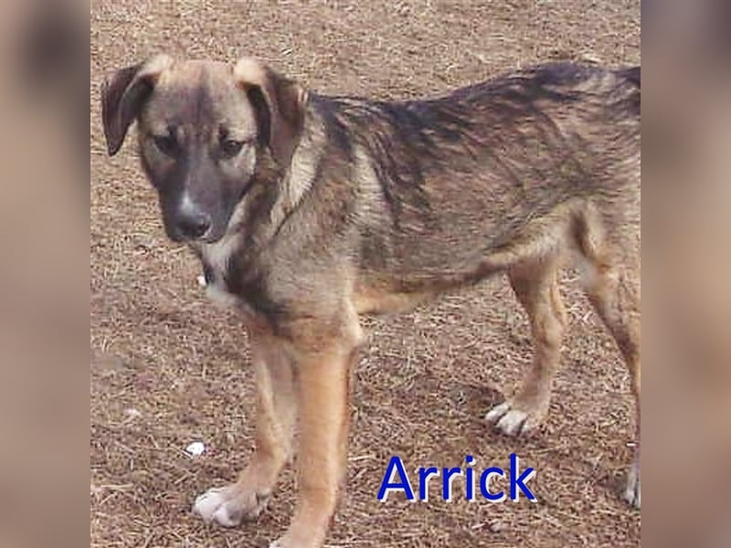ARRICK sucht liebevolles Zuhause