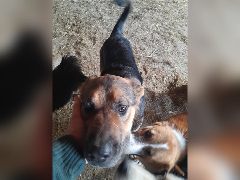 TOMAS ❤ EILIG! sucht Zuhause oder Pflegestelle