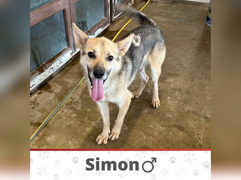 SIMON ❤ EILIG! sucht Zuhause oder Pflegestelle