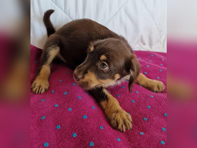 DARCEO ❤ EILIG! sucht Zuhause oder Pflegestelle