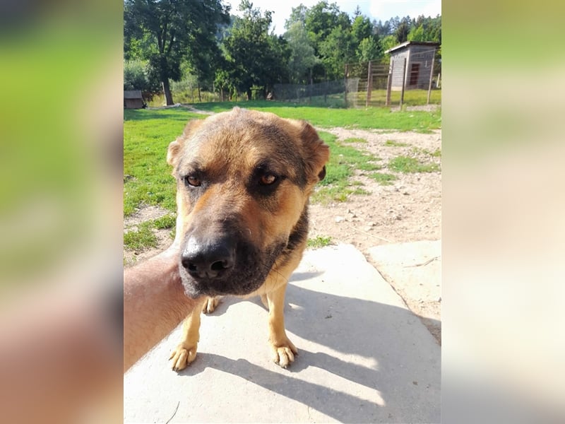 TOMAS ❤ EILIG! sucht Zuhause oder Pflegestelle