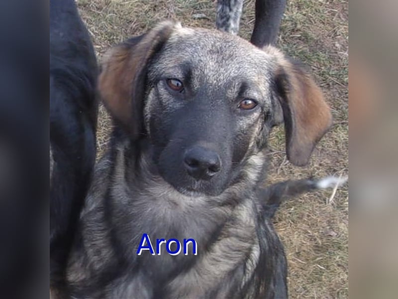 ARON sucht ein liebevolles Zuhause