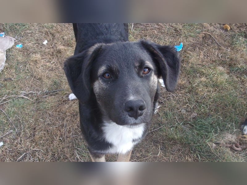 AFFONSO ❤ sucht: Zuhause oder Pflegestelle