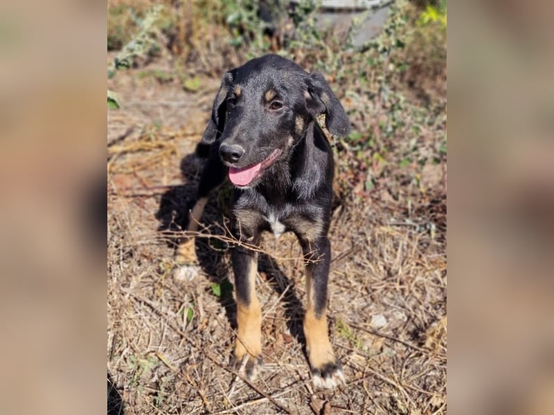 YONI ❤ wartet in 42477 Radevormwald auf DICH