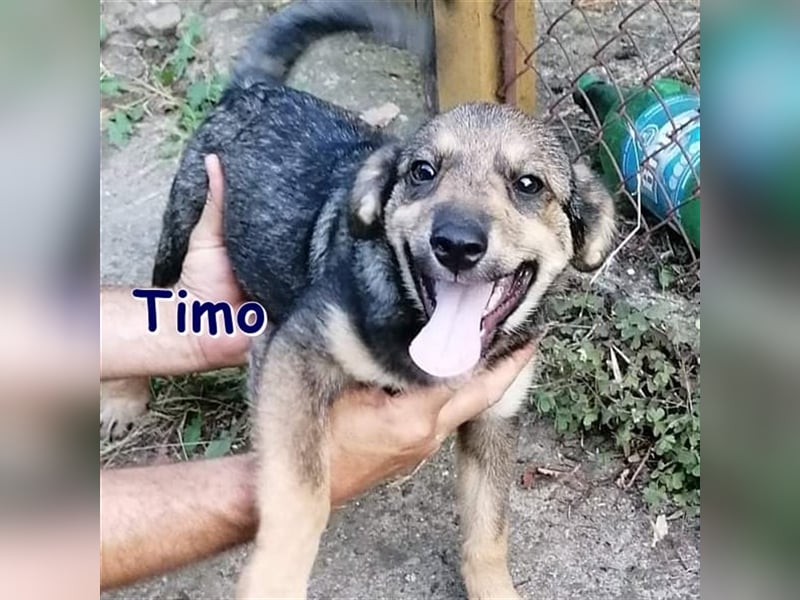 TIMO ❤  sucht Zuhause oder Pflegestelle
