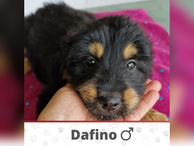 DAFINO ❤ EILIG! sucht Zuhause oder Pflegestelle