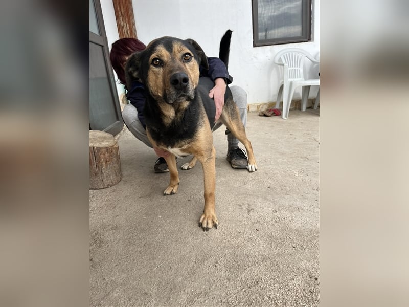 MAVERICK ❤ sucht Zuhause oder Pflegestelle