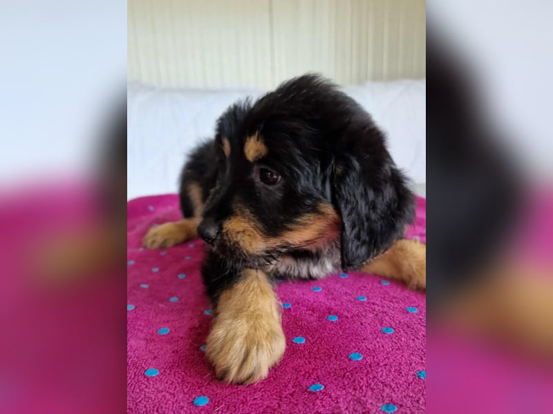 DAFINO ❤ EILIG! sucht Zuhause oder Pflegestelle