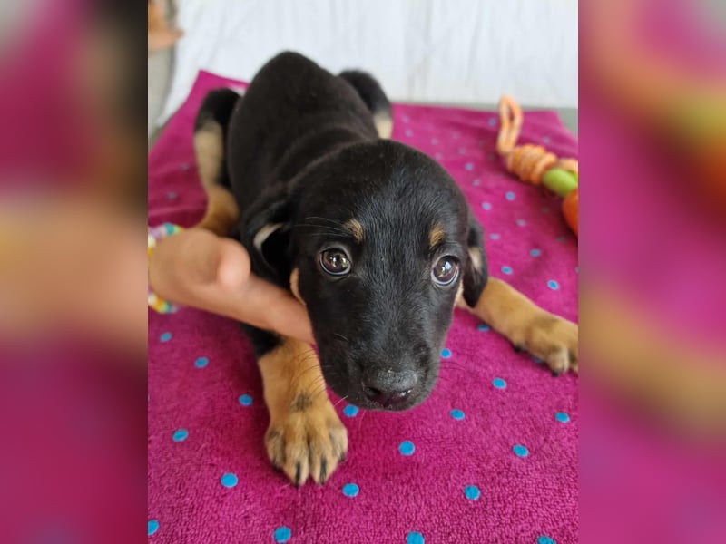 DOMINIK ❤ EILIG! sucht Zuhause oder Pflegestelle
