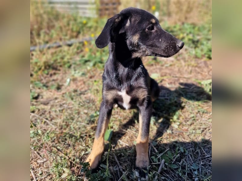 YONI ❤ wartet in 42477 Radevormwald auf DICH