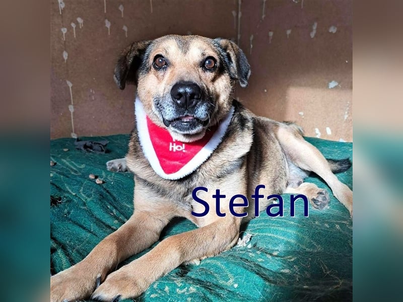 STEFAN ❤ sucht Zuhause oder Pflegestelle