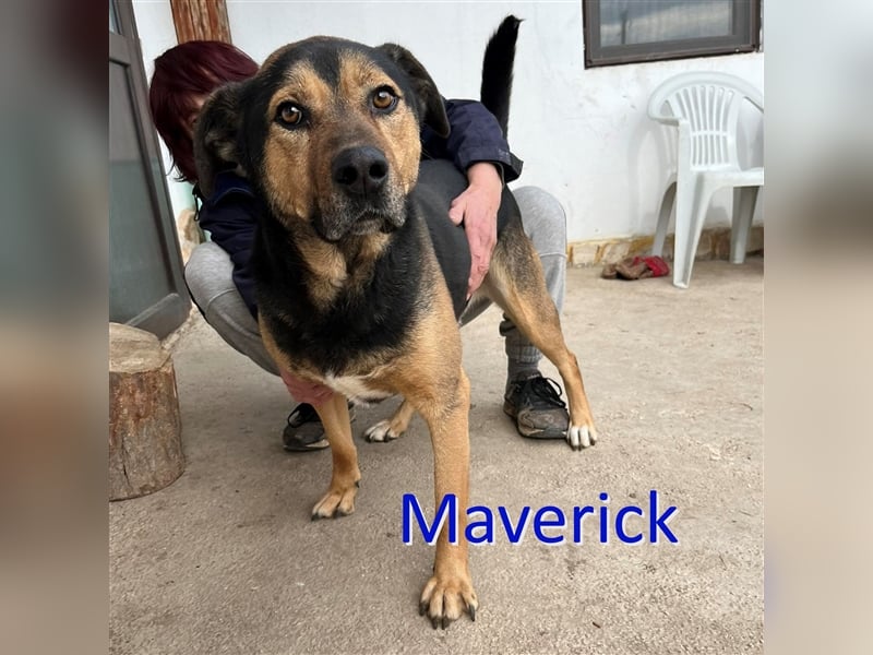 MAVERICK ❤ sucht Zuhause oder Pflegestelle