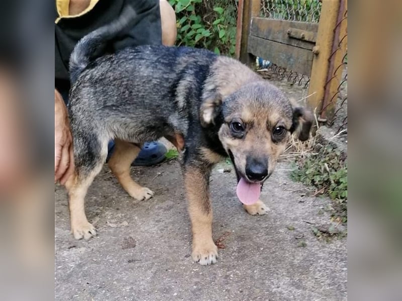 TIMO ❤  sucht Zuhause oder Pflegestelle