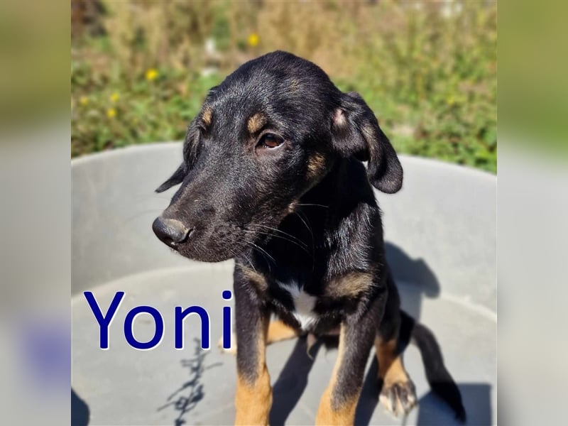 YONI ❤ wartet in 42477 Radevormwald auf DICH