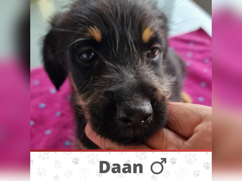 DAAN ❤ EILIG! sucht Zuhause oder Pflegestelle