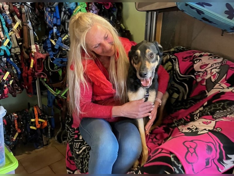 Skylo - menschenbezogener, verschmuster Hund - Tierhilfe Franken e.V.