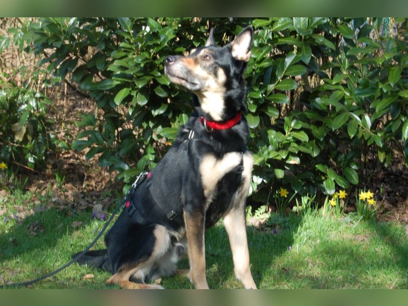 Skylo - menschenbezogener, verschmuster Hund - Tierhilfe Franken e.V.