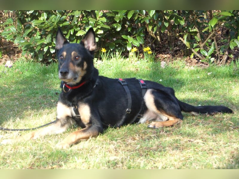 Skylo - menschenbezogener, verschmuster Hund - Tierhilfe Franken e.V.