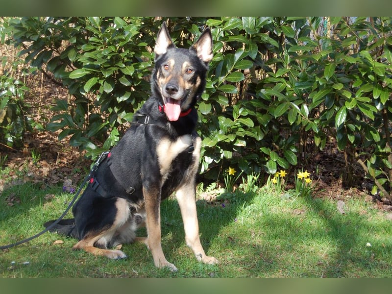 Skylo - menschenbezogener, verschmuster Hund - Tierhilfe Franken e.V.