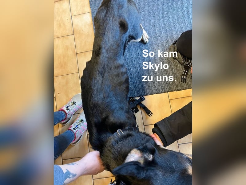 Skylo - menschenbezogener, verschmuster Hund - Tierhilfe Franken e.V.