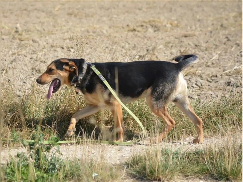 „Barney“, ca. 2022 geboren, toller Hundekumpel! Lebensfroh, liebt Spaziergänge, gut verträglich