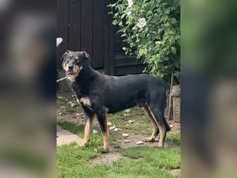 „Mogli“, ca. 05.2021 geboren, noch sehr zurückhaltend und ängstlich