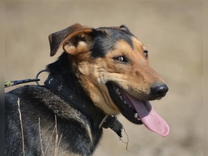 „Barney“, ca. 2022 geboren, toller Hundekumpel! Lebensfroh, liebt Spaziergänge, gut verträglich