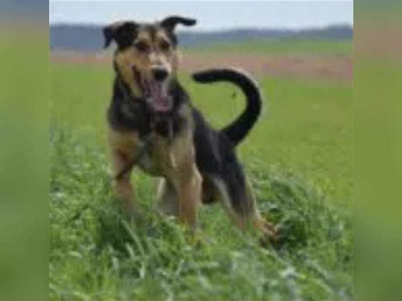 Tobi (II) - Lebensfroher Rüde, 2018 geboren