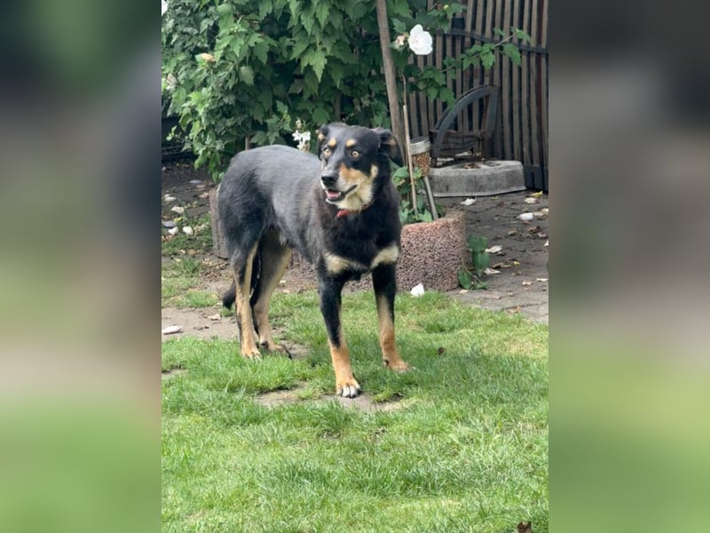 „Mogli“, ca. 05.2021 geboren, noch sehr zurückhaltend und ängstlich