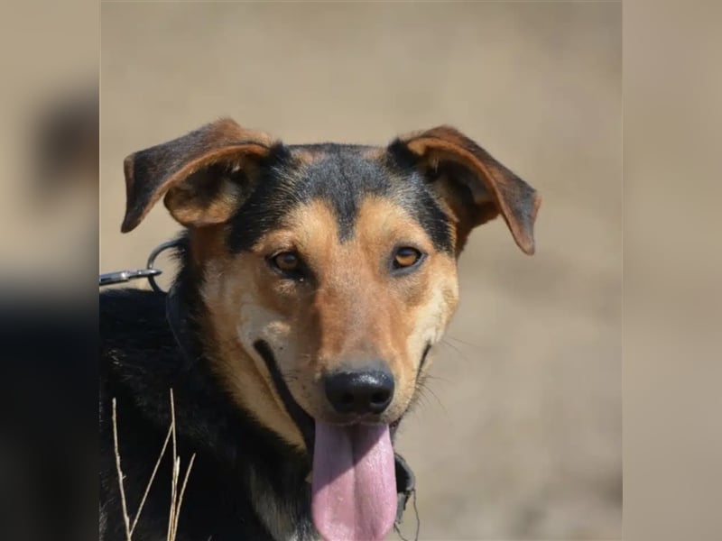 „Barney“, ca. 2022 geboren, toller Hundekumpel! Lebensfroh, liebt Spaziergänge, gut verträglich