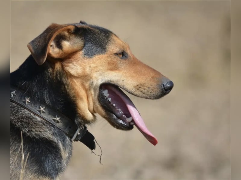 „Barney“, ca. 2022 geboren, toller Hundekumpel! Lebensfroh, liebt Spaziergänge, gut verträglich