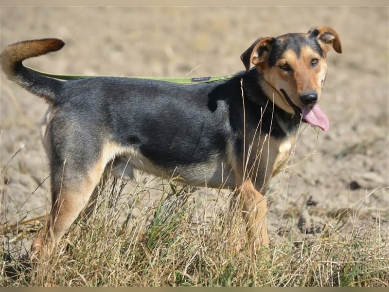 „Barney“, ca. 2022 geboren, toller Hundekumpel! Lebensfroh, liebt Spaziergänge, gut verträglich