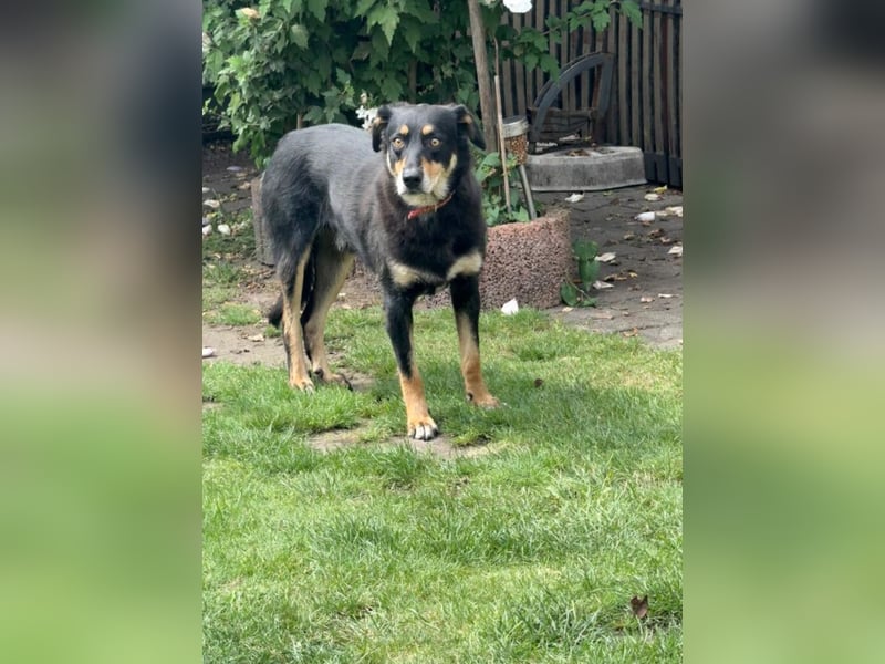 „Mogli“, ca. 05.2021 geboren, noch sehr zurückhaltend und ängstlich