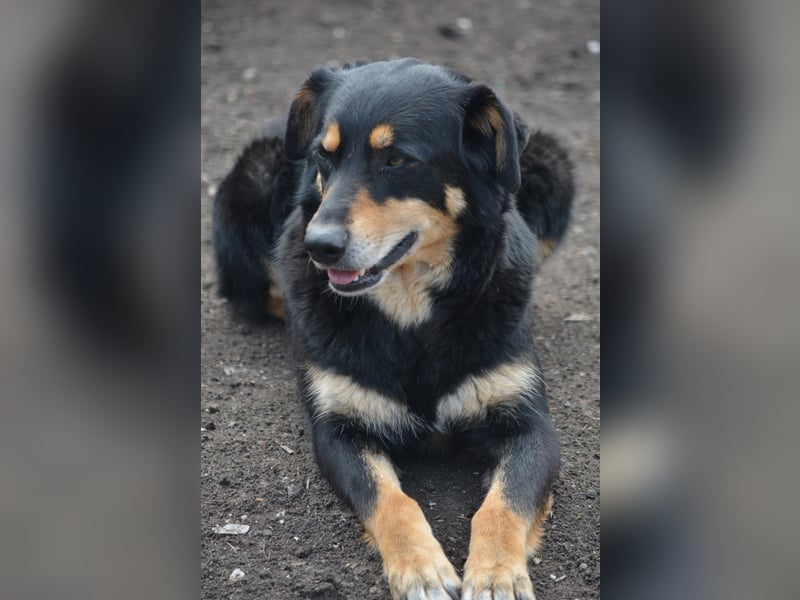 „Mogli“, ca. 05.2021 geboren, noch sehr zurückhaltend und ängstlich