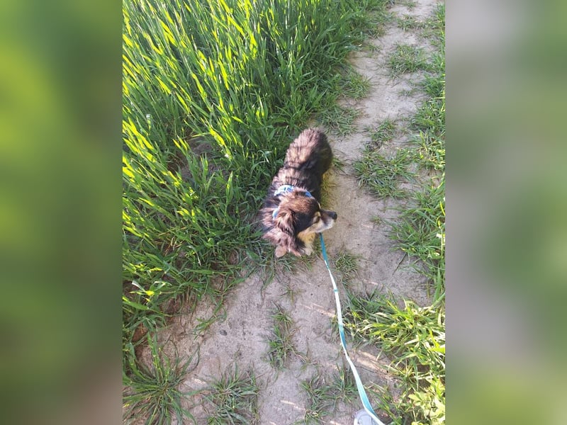 Süßer Nobby sucht liebevolles Zuhause
