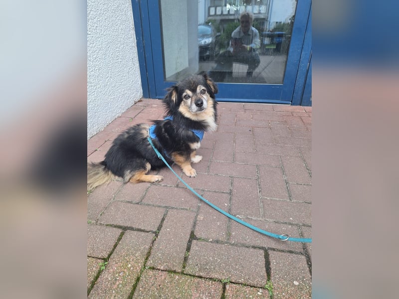 Süßer Nobby sucht liebevolles Zuhause