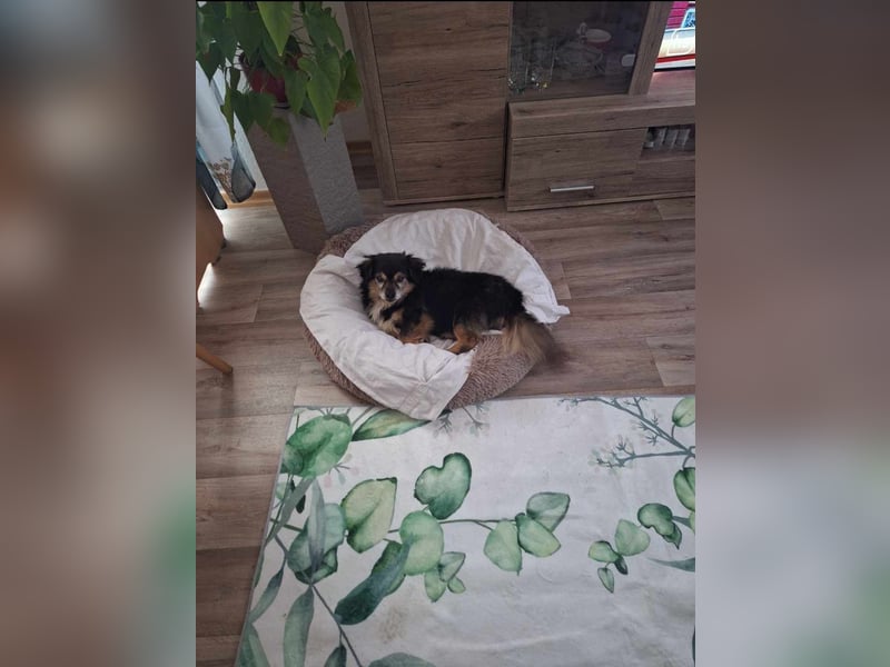 Süßer Nobby sucht liebevolles Zuhause