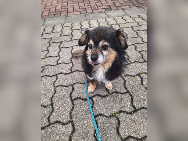 Süßer Nobby sucht liebevolles Zuhause