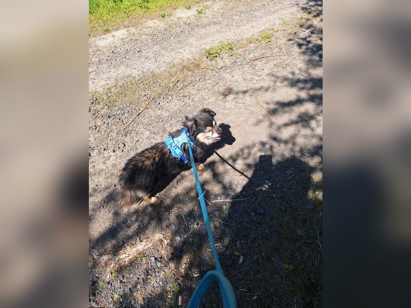 Süßer Nobby sucht liebevolles Zuhause