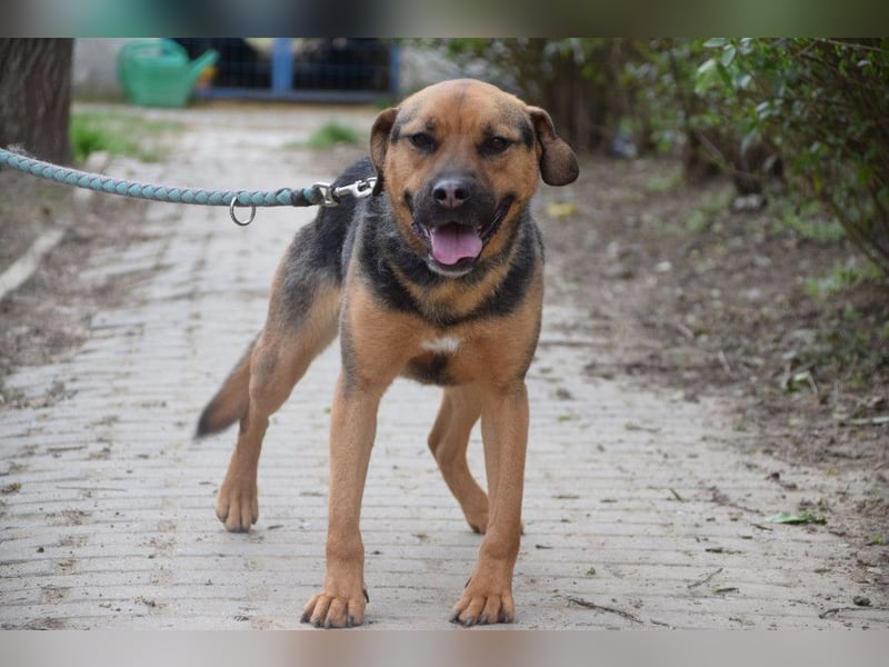 Persil - liebt es gekrault und gekuschelt zu werden, neugierig & freundlich